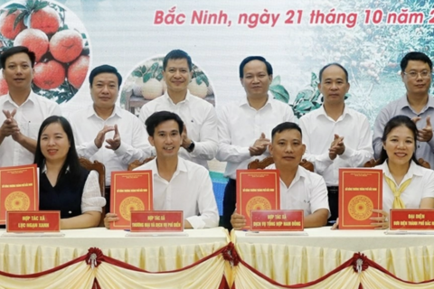 Lan tỏa hình ảnh và thương hiệu nông sản Bắc Ninh