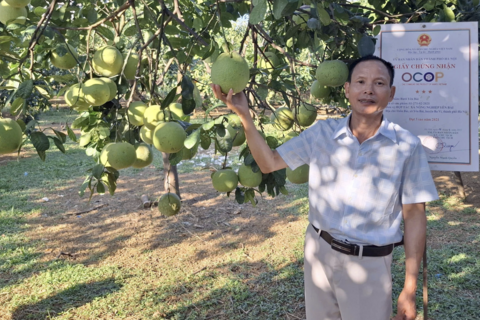 Ông Lập ghép cây, nâng giá trị bưởi OCOP ở Yên Bài