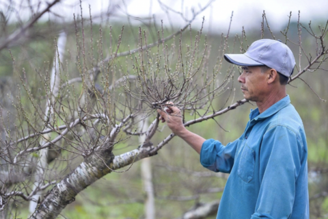 Chưa kịp xuống lá, vườn đào phai ở Thanh Hoá đã được thương lái chốt đơn