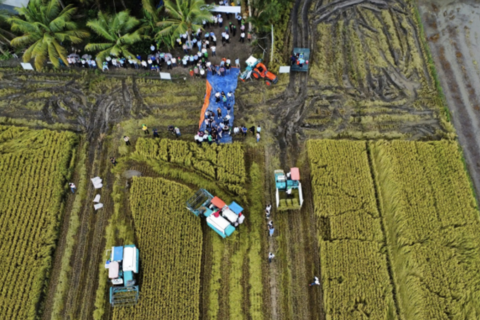 Phát triển bền vững ngành lúa gạo từ Đề án 1 triệu hécta