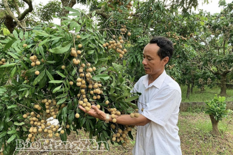 OCOP Hưng Yên: Điểm tựa từ cơ chế đến hành trình nâng tầm nông sản