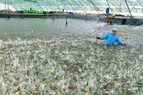 Tôm Việt lao đao và khó cạnh tranh