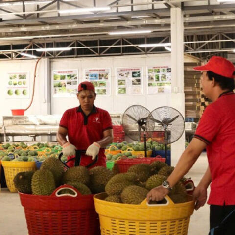 Tăng sức cạnh tranh cho nông sản mùa vụ