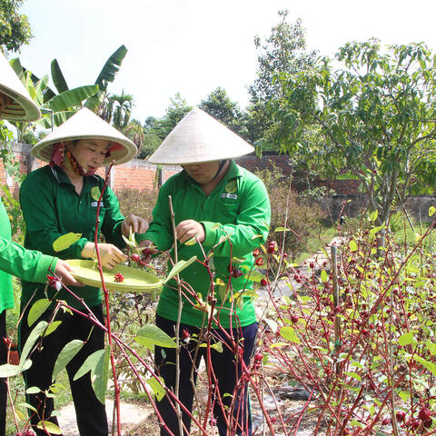 Giá trị kép từ sản phẩm OCOP