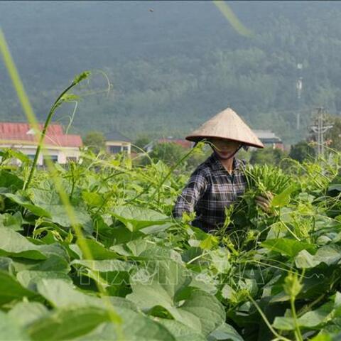 Nông dân kiếm gần 200 triệu đồng/ha nhờ trồng su su chất lượng cao