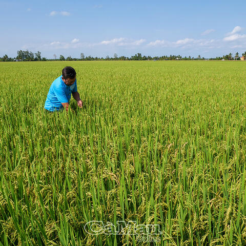 Gạo BL9 kỳ vọng thương hiệu gạo ngon