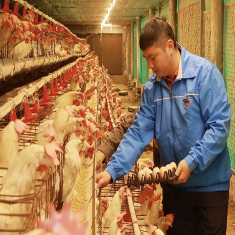 Nâng tầm thương hiệu trứng gà OCOP Ninh Điệp