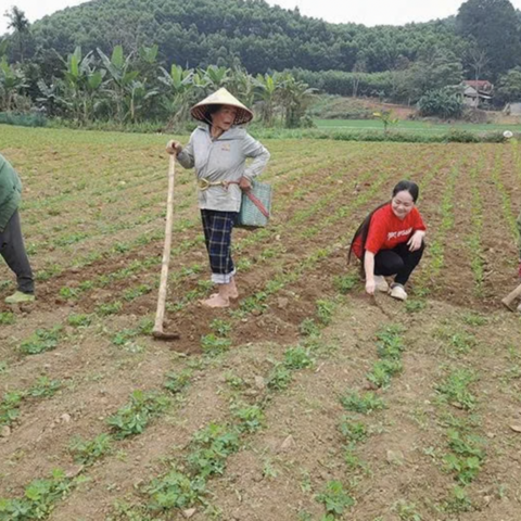 Xây dựng vùng nguyên liệu phát triển bền vững sản phẩm OCOP