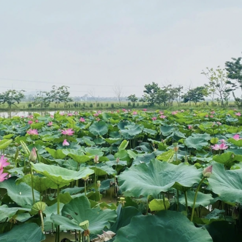 Kỳ vọng phát triển sản phẩm OCOP từ cây sen