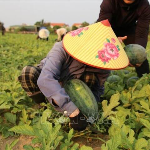 Lào Cai phát triển OCOP xanh, đưa đặc sản vùng cao lên nền tảng số
