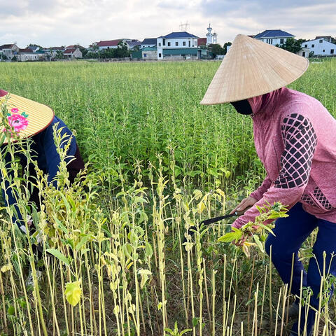 Mùa vừng ở xã Đức Quang - từ cánh đồng đến sản phẩm OCOP
