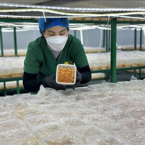 Phát triển kinh tế tập thể, nâng tầm sản phẩm OCOP trong kỷ nguyên số