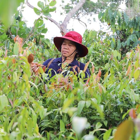 Chương trình OCOP, động lực phát triển kinh tế nông thôn bền vững