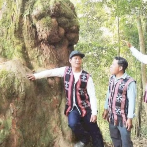 Phát triển kinh tế dưới những tán rừng
