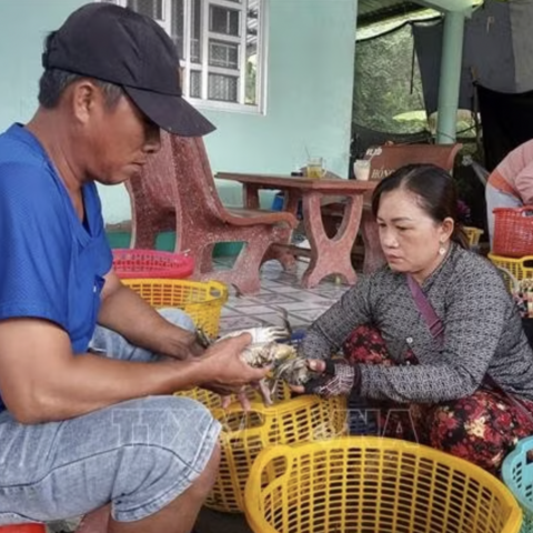 Phát triển bền vững ngành hàng cua vùng địa đầu cực Nam của tổ quốc
