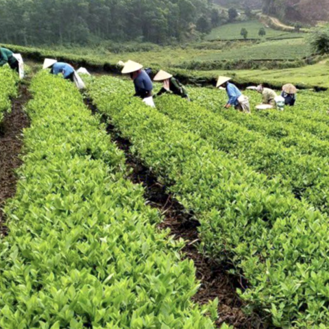 Đẩy mạnh quảng bá, tôn vinh sản phẩm OCOP tiêu biểu