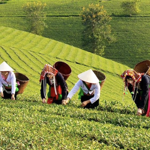 Đưa sinh kế vào trung tâm giảm nghèo vùng dân tộc thiểu số