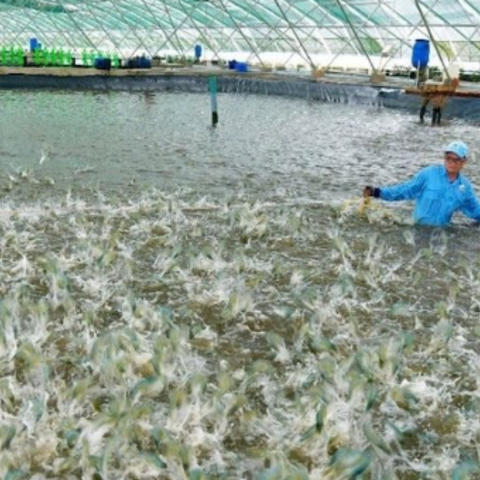 Tôm Việt lao đao và khó cạnh tranh