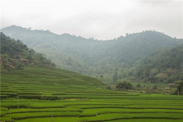 1 net van hoa Viet sap bien mat tro nen dep moc mac tren bao Tay