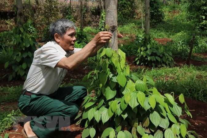 ho tieu viet nam lam sao de dam bao san xuat sach an toan