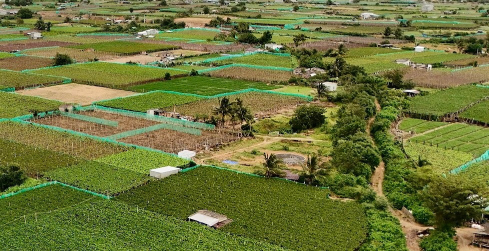 Vườn nho xanh biếc của người dân thôn Thái An, xã Vĩnh Hải. anh-13.jpg