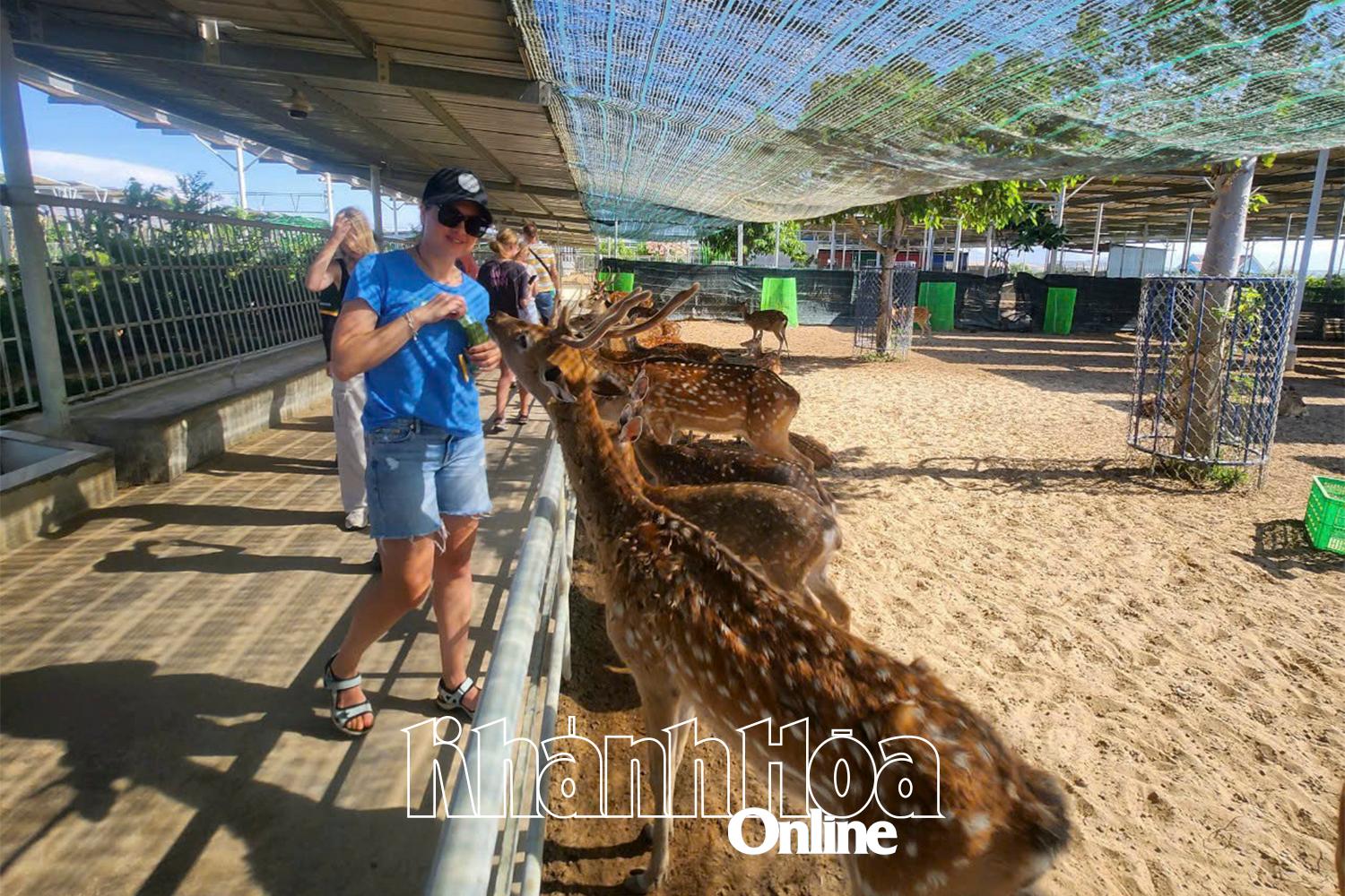 Khách tham quan vườn thú tại Tiên Tiến Farm - Zoo.