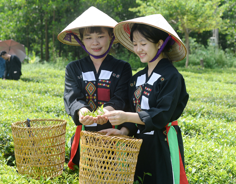 Trồng chè sạch của đồng bào Cao Lan ở bản Ven, xã Xuân Lương (Bắc Ninh). Ảnh: Văn Hưng