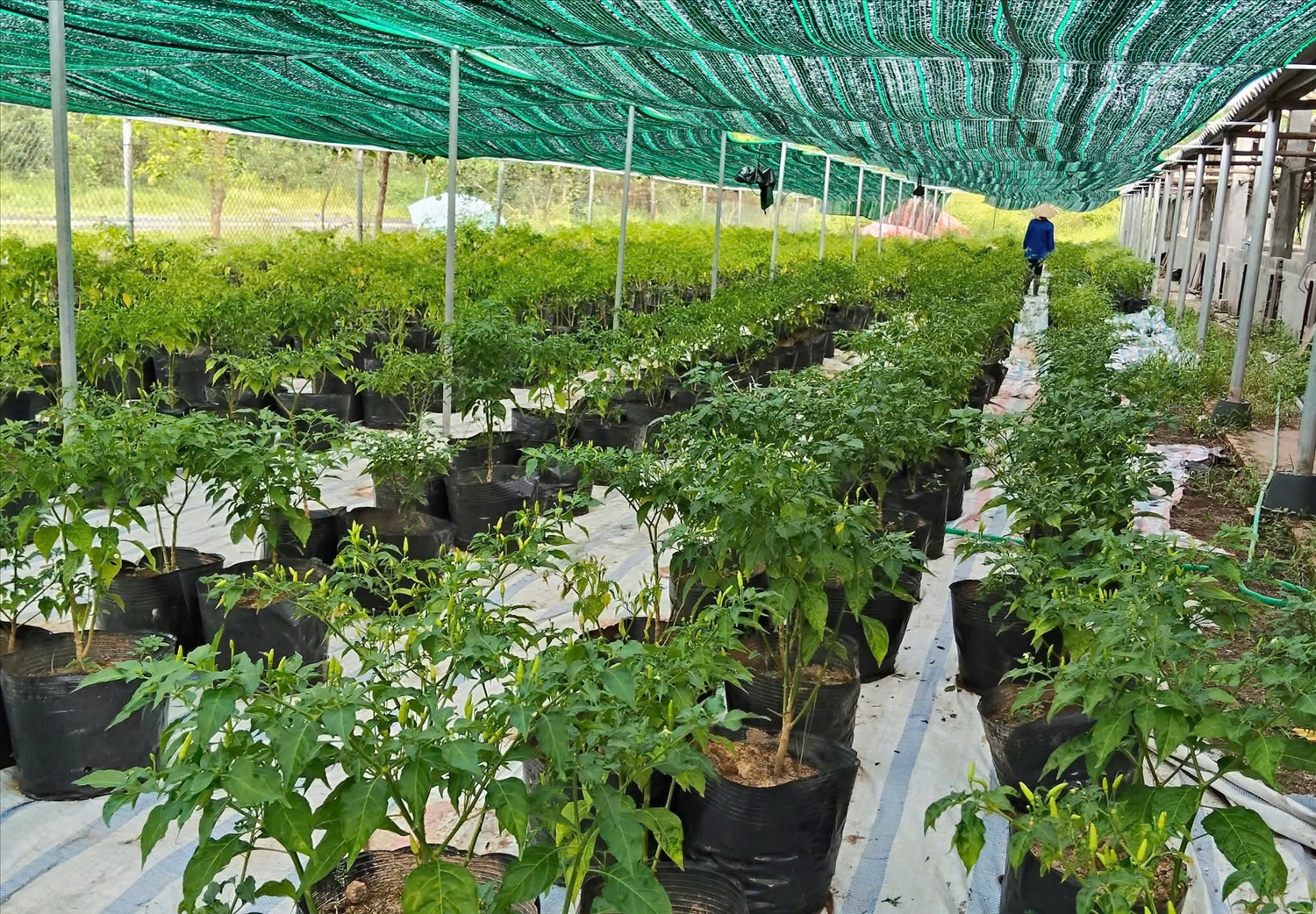 Anh Lỷ Văn Quạn đầu tư giàn lưới trồng ớt nhằm nâng cao chất lượng sản phẩm