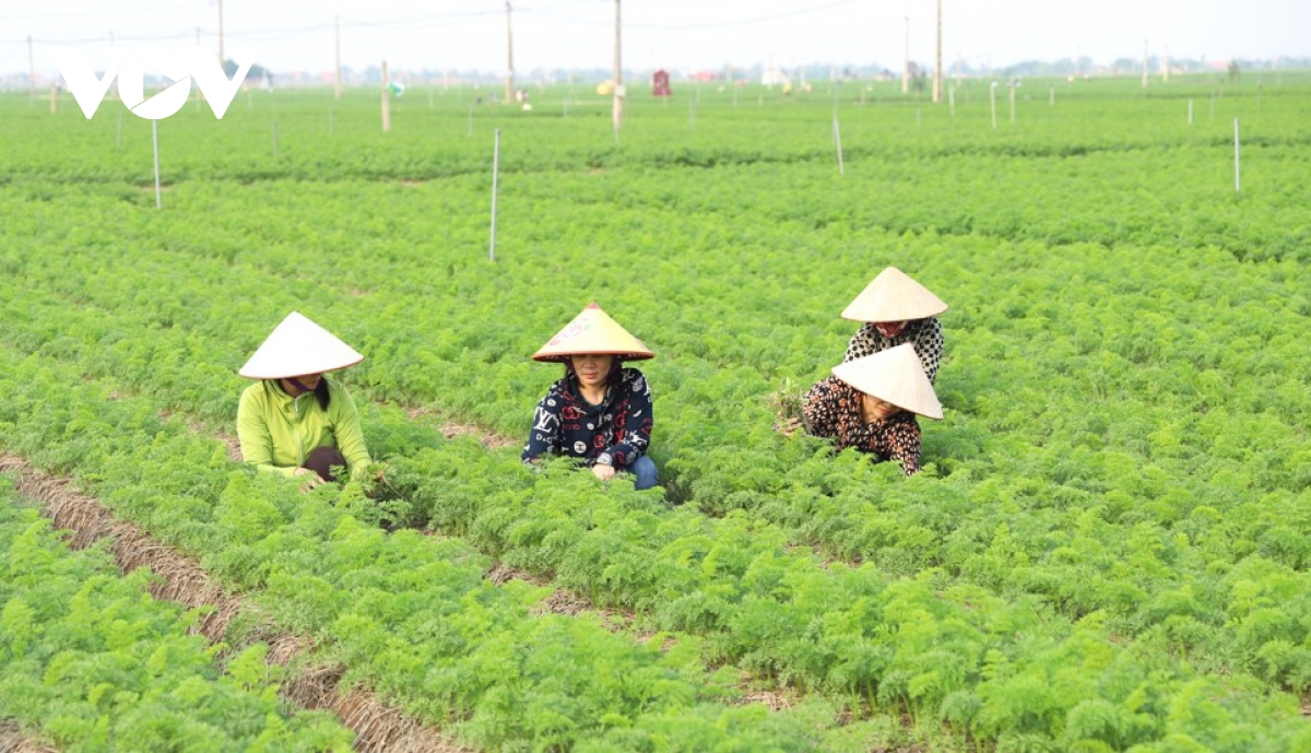 nong nghiep cong nghe cao chia khoa de nong thon hai phong but pha hien dai hinh anh 1