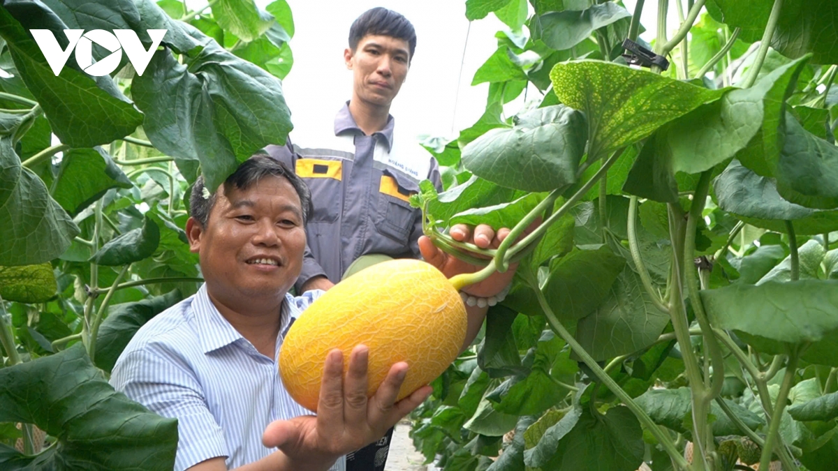 nong nghiep cong nghe cao chia khoa de nong thon hai phong but pha hien dai hinh anh 4