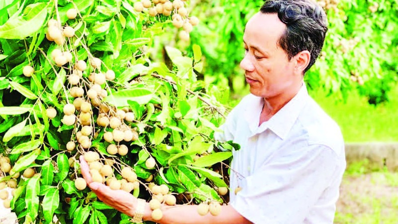 Gia đình anh Phạm Đức Long, xã Khoái Châu trồng và chăm sóc nhãn theo quy trình VietGAP.
