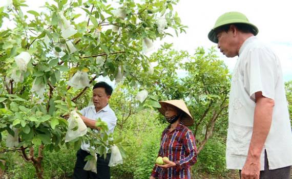 Ổi là trái cây được công nhận sản phẩm OCOP
