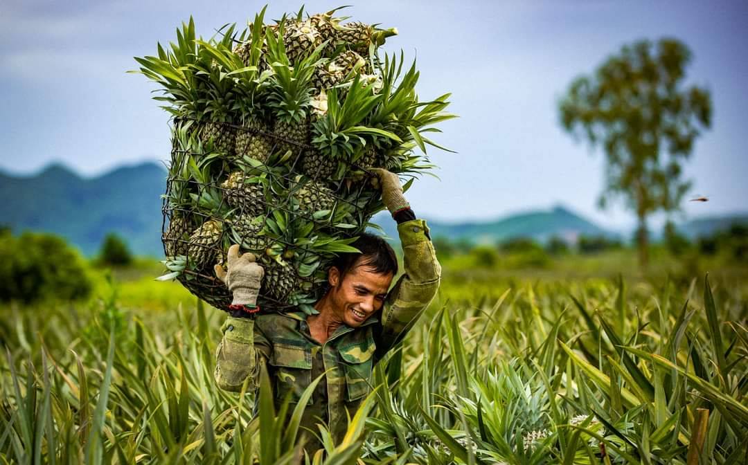 Người dân Tam Điệp, Ninh Bình thu hoạch dứa - sản phẩm