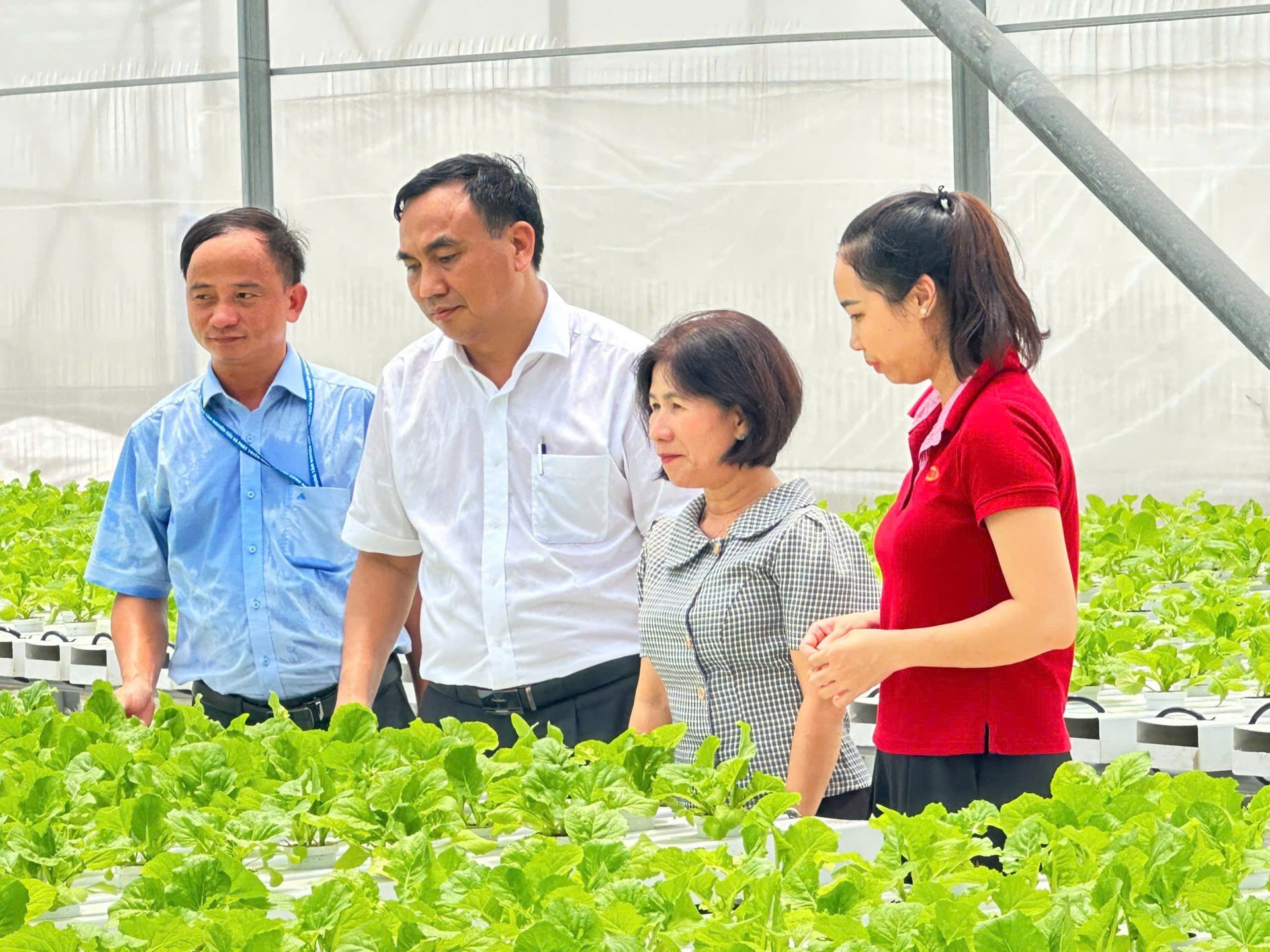 Vườn rau xanh trồng theo phương pháp thủy canh. Vườn rau xanh trồng theo phương pháp thủy canh.