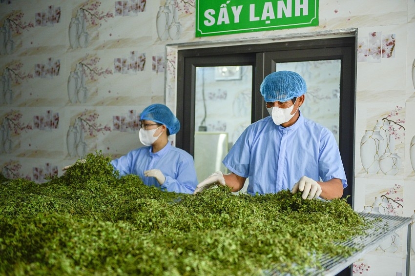 Khu vực sấy và nghiền rau má được tiệt trùng bằng tia UV, đảm bảo vệ sinh an toàn thực phẩm