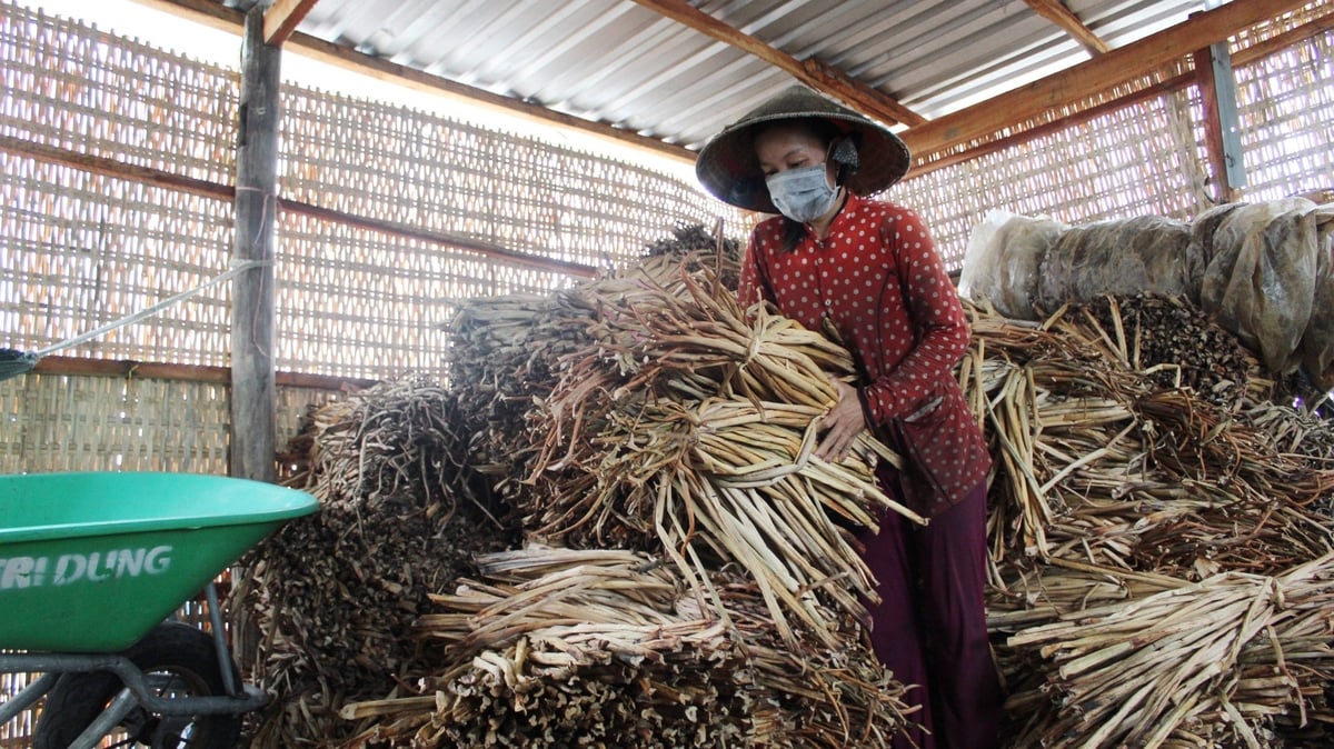 Công ty Cổ phần Ecoka đang tận dụng năng lượng mặt trời để làm khô lục bình từ trong ra ngoài. Ảnh: Lê Hùng.