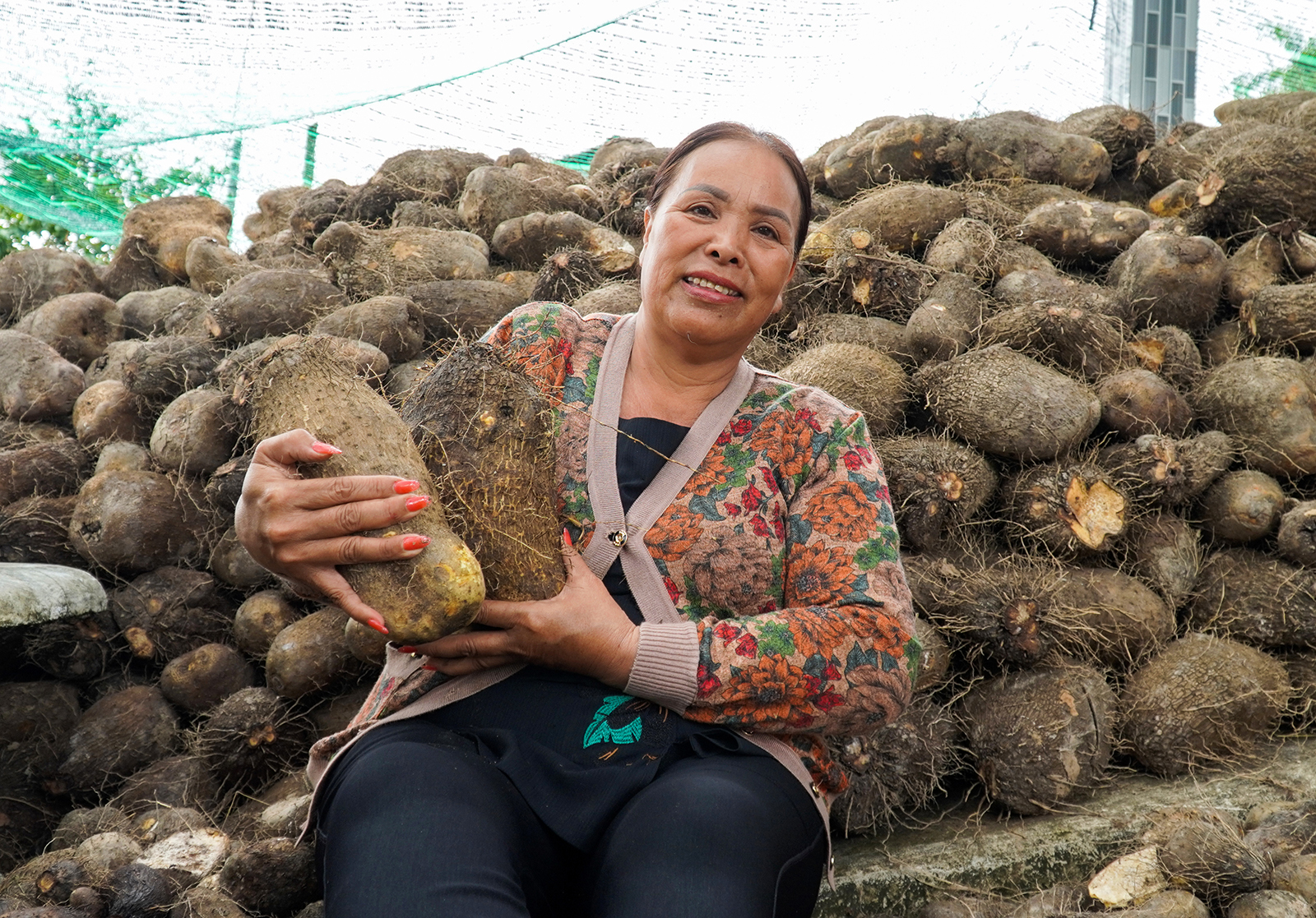 Khoai mỡ trắng Mộng Linh “gia nhập” OCOP