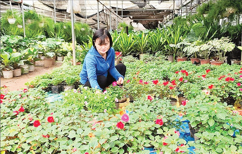 Nghề trồng hoa ở xã Phụng Công, tỉnh Hưng Yên.