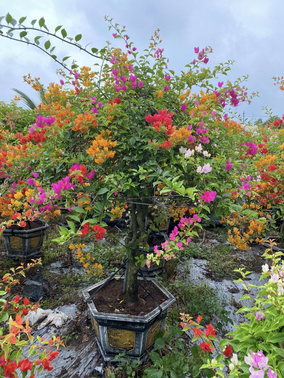 Phát triển thương hiệu nông sản, nâng cao thu nhập cho người dân