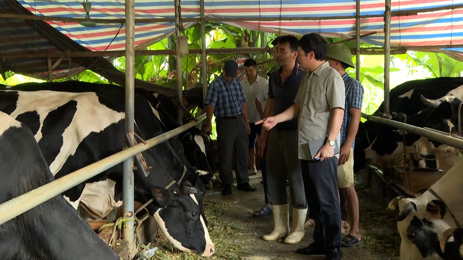 Vài năm trở lại đây, bức tranh ngành bò sữa Việt Nam đang cho thấy nhiều 'gam màu trầm' khi tổng đàn tăng trưởng chậm, thậm chí sụt giảm mạnh ở nhiều địa phương truyền thống. Ảnh: Duy Học. Vài năm trở lại đây, bức tranh ngành bò sữa Việt Nam đang cho thấy nhiều 'gam màu trầm' khi tổng đàn tăng trưởng chậm, thậm chí sụt giảm mạnh ở nhiều địa phương truyền thống. Ảnh: Duy Học.