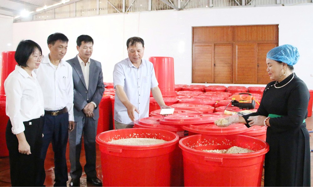 Cơ sở sản xuất rượu men lá của Hợp tác xã Dịch vụ thương mại An Lập. Ảnh: Hải Vân Cơ sở sản xuất rượu men lá của Hợp tác xã Dịch vụ thương mại An Lập. Ảnh: Hải Vân