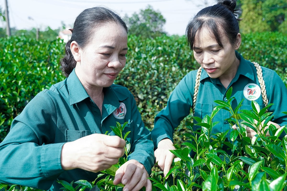 Bà Đào Thanh Hảo tại khu vườn chè gần HTX Hảo Đạt. Ảnh: Bảo Thắng. Bà Đào Thanh Hảo tại khu vườn chè gần HTX Hảo Đạt. Ảnh: Bảo Thắng.