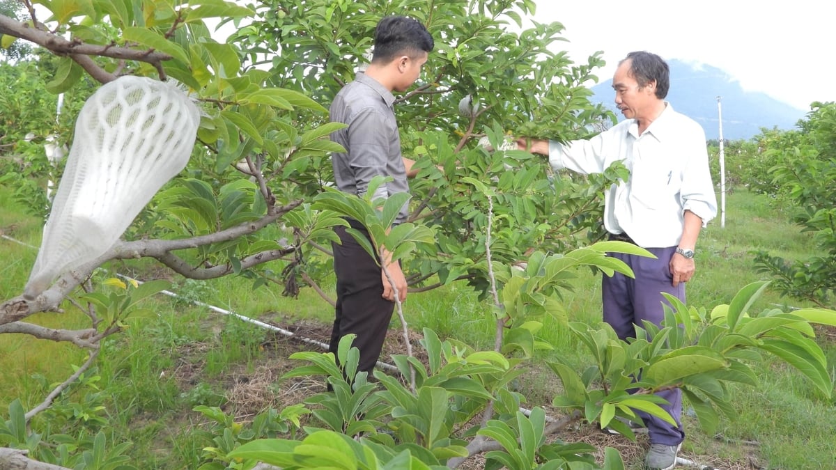 Nhiều đặc sản mang đậm dấu ấn bản địa như mãng cầu Bà Đen được nâng tầm nhờ chương trình OCOP. Ảnh: Trần Trung.
