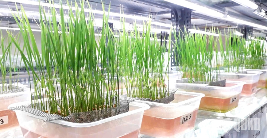 Công nghệ chỉnh sửa gen - cơ hội cho nông nghiệp Việt Nam