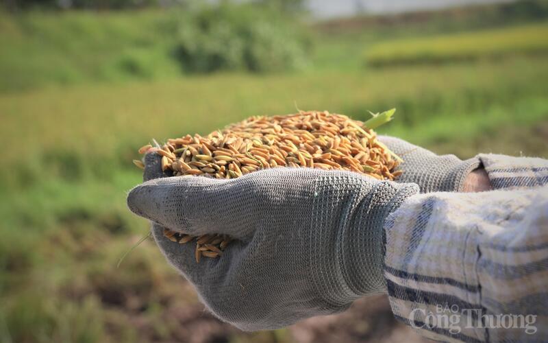 2 tháng đầu năm 2026, xuất khẩu gạo đạt khoảng 1,3 triệu tấn gạo với giá trị 599,3 triệu USD. Ảnh: Nguyễn Hạnh