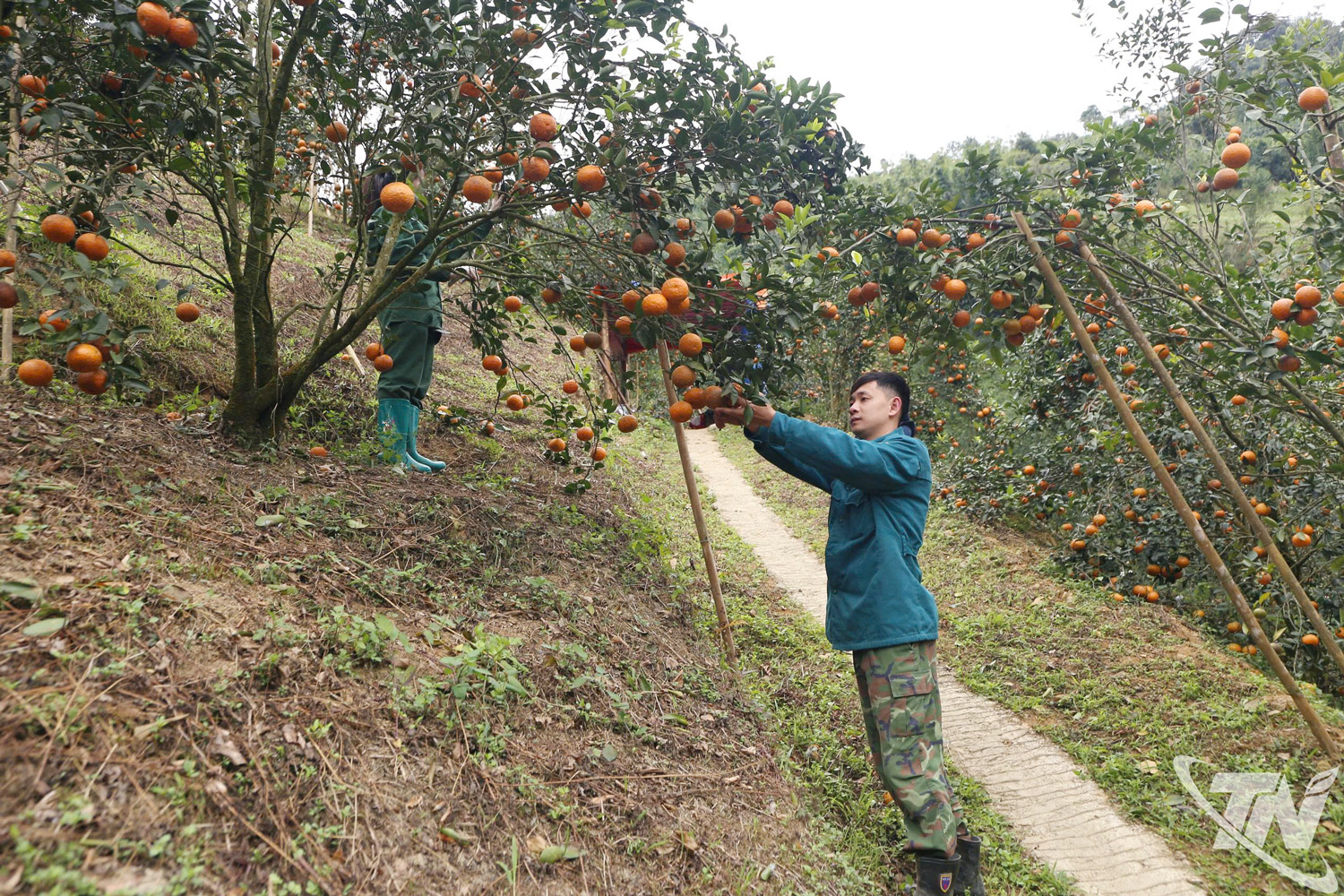 Người dân xã Bạch Thông được mùa cam, quýt.