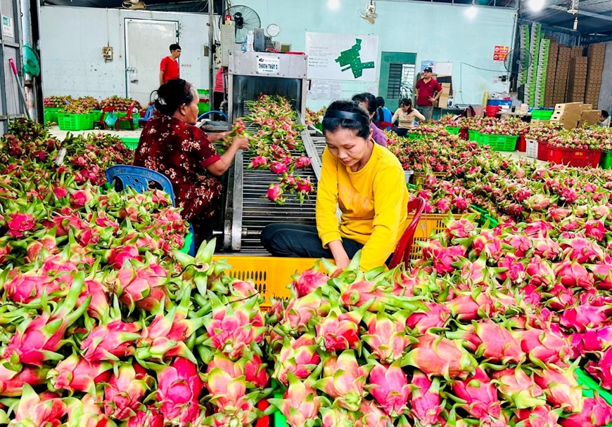Giữ “tấm vé” vào thị trường EU cho thanh long Việt