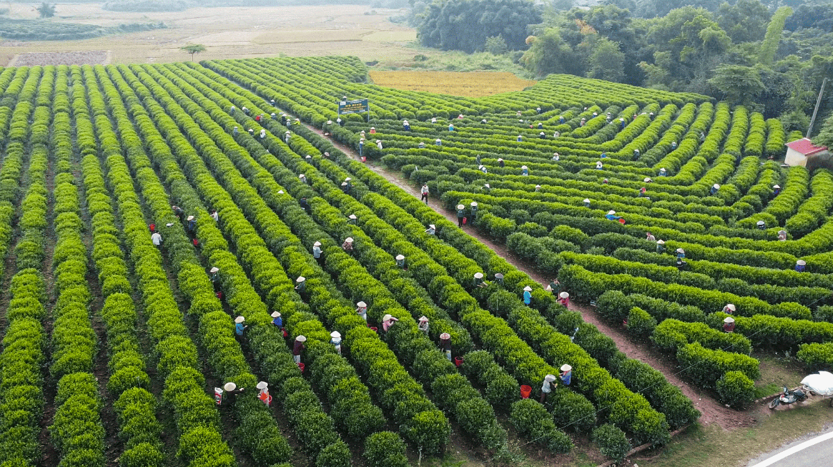 Nhiều HTX đã chú trọng đầu tư cho sở hữu trí tuệ.