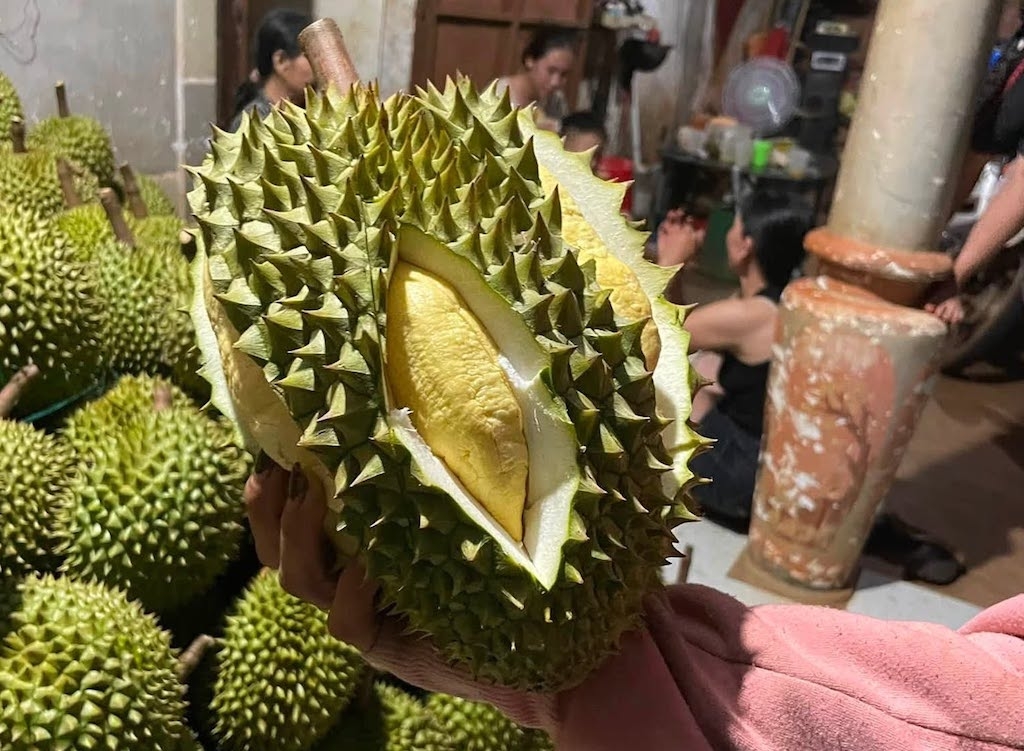 Mô hình sầu riêng Krông Nô đang được hỗ trợ xây dựng mã số vùng trồng và nhãn hiệu tập thể, hướng tới nâng cao giá trị sản phẩm.