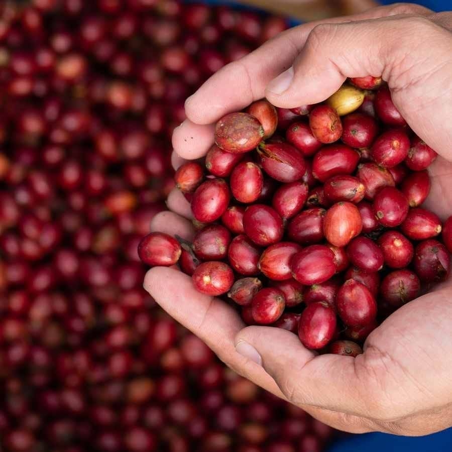 Giá cà phê hôm nay vẫn ở mức cao dù giảm nhẹ.